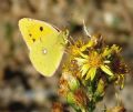 Colias crocea